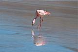 BOLIVIA 2 - Ruta de Las Joyas - Laguna Hedionda - Fenicotteri Rosa - 2